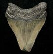 Juvenile Megalodon Tooth - South Carolina #8717-1